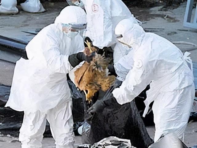 H7N9禽流感最新动态与小巷美食探秘